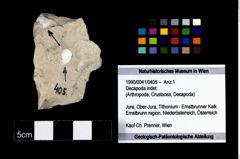 Foto (Objekt + Etikett) von Decapoda indet.  (NHMW-GEO-1990-0041-0405)